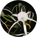 Vaishnavi Lathkar profile picture